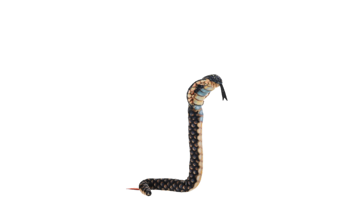 Cara the Hooded Cobra