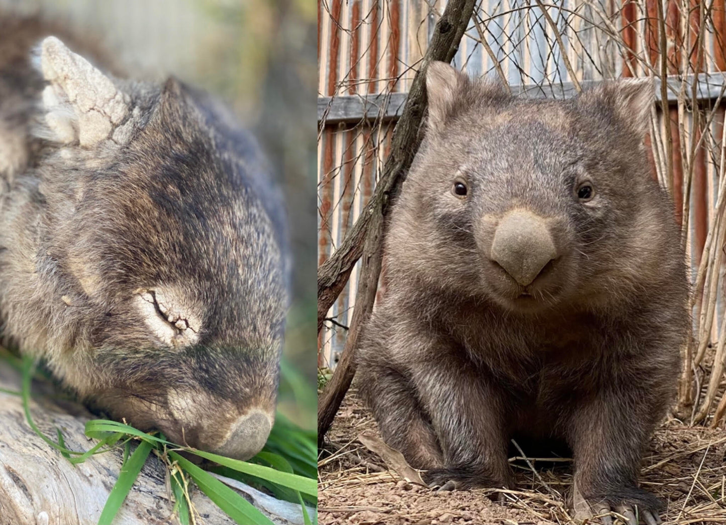 Kanimbla Wombats T-shirt